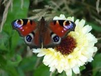 Make a butterfly feeder