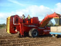 Growing potatoes at the Hirsel