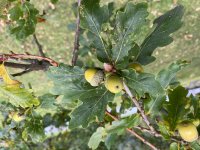 How trees disperse their seeds