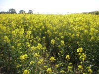 I spy farming in spring